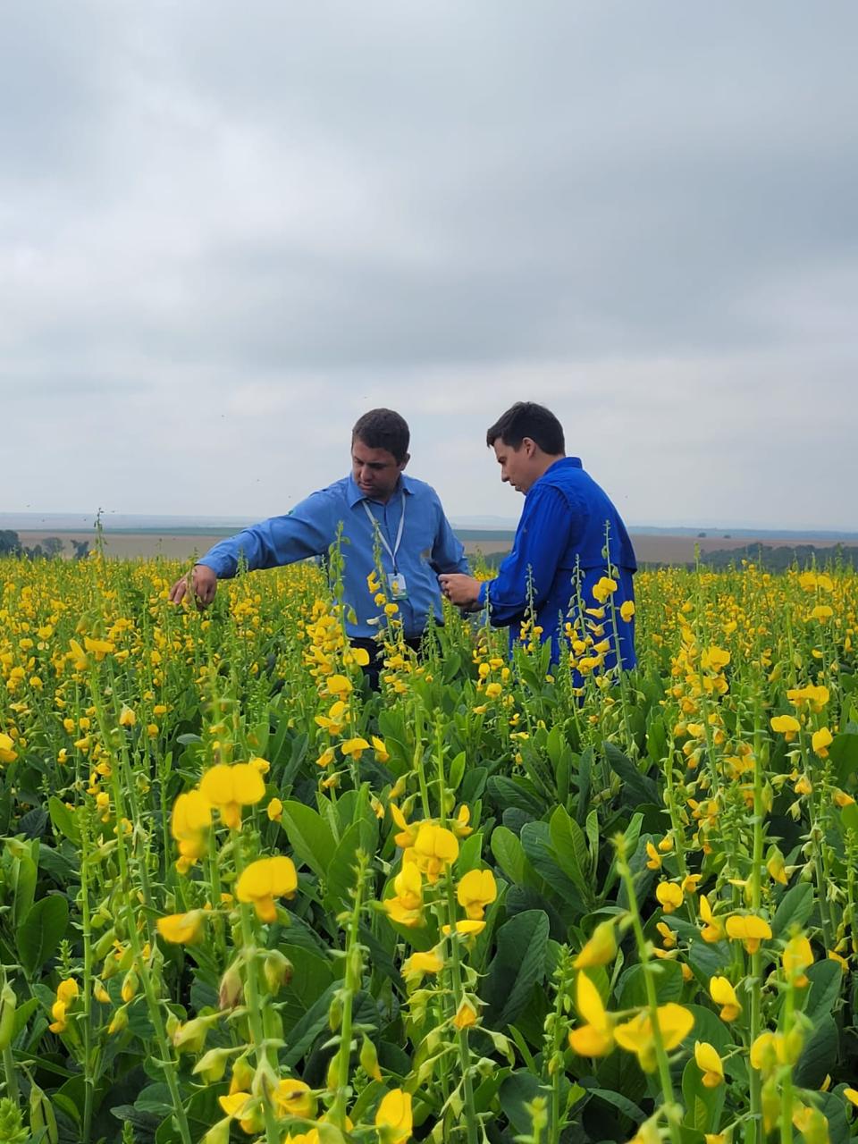 Crotalária spectabilis avaliação campo de sementes (1)