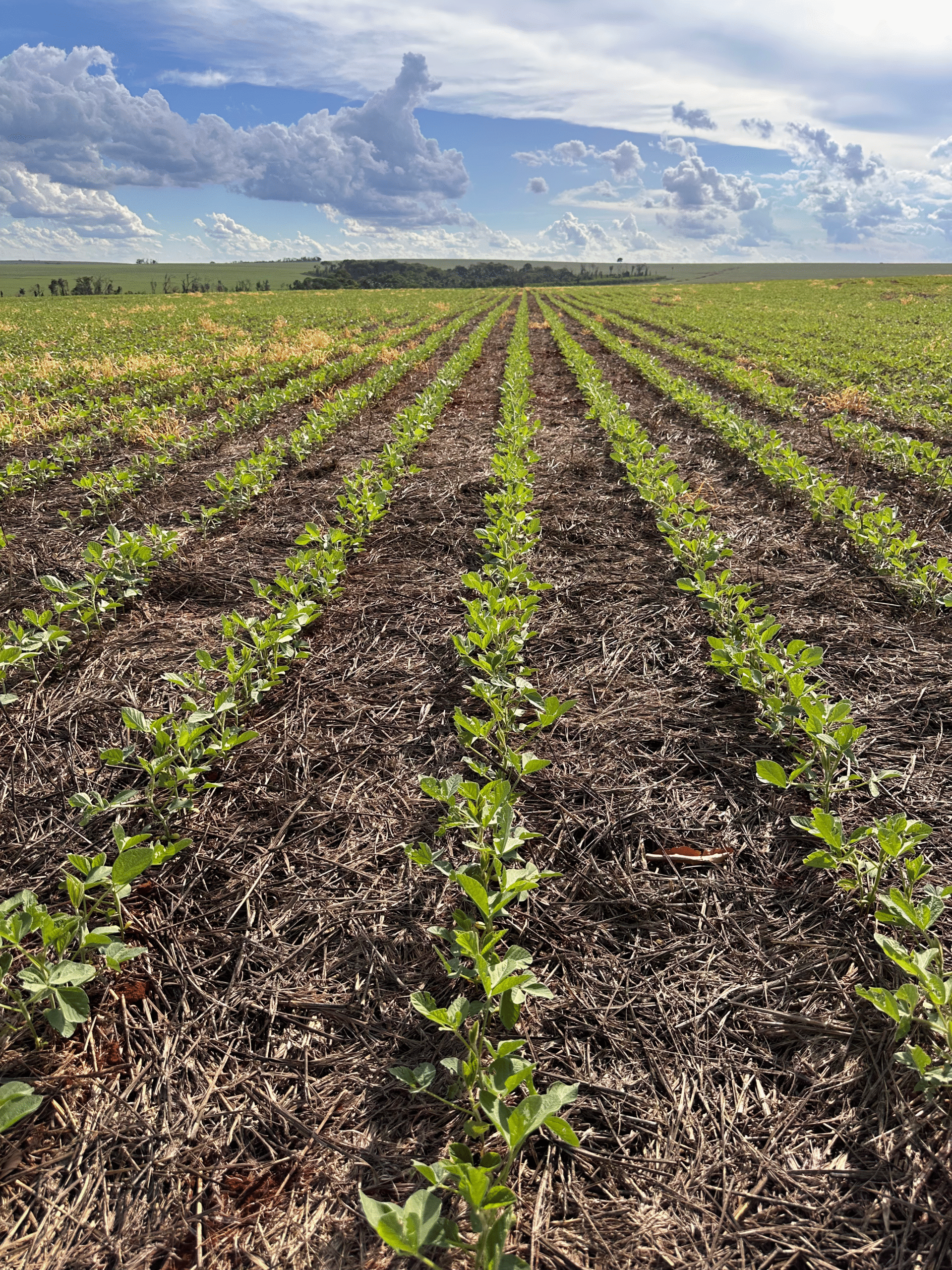 Crotalária-spectabilis-e-brachiária-ruziziensis-(1)_0000_IMG_4882