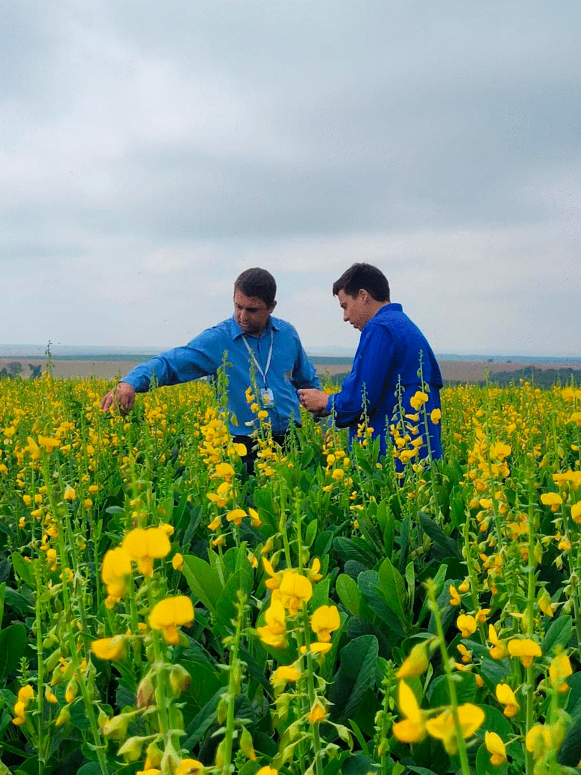 Crotalária-spectabilis-e-brachiária-ruziziensis-(1)_0002_Crotalária-spectabilis-avaliação-campo-de-sementes-(1)