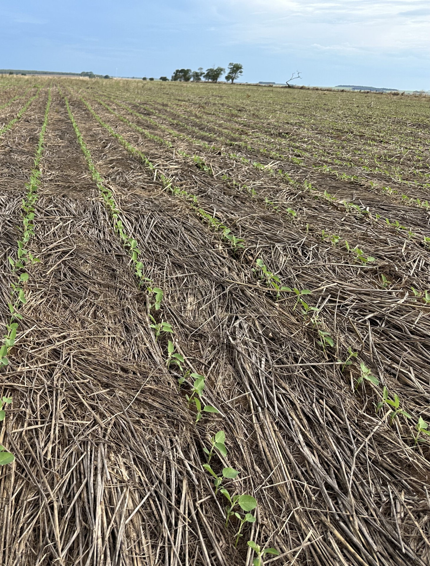 Soja-em-palhada-de-mix-1-scaled