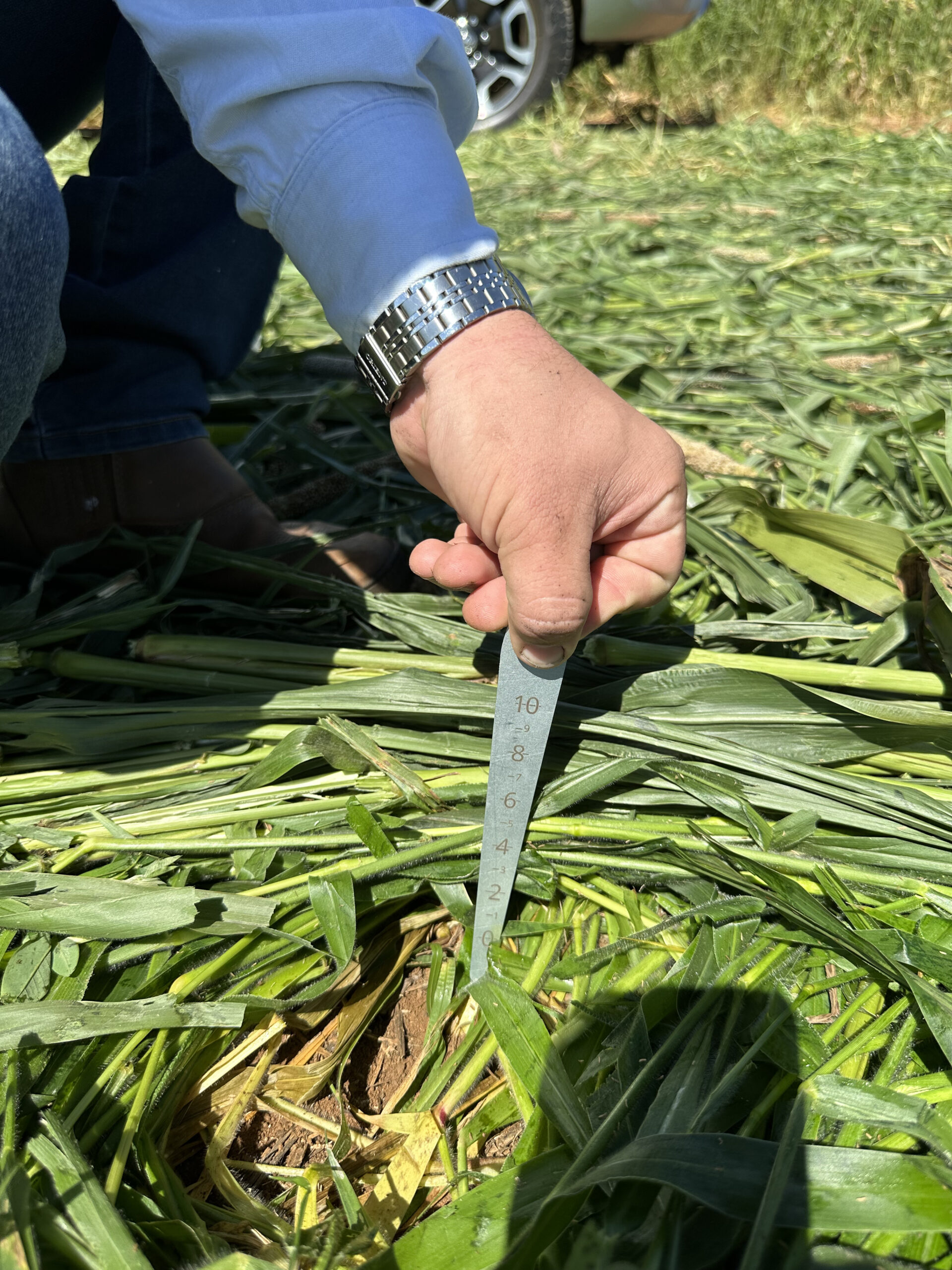 mix camada massa verde